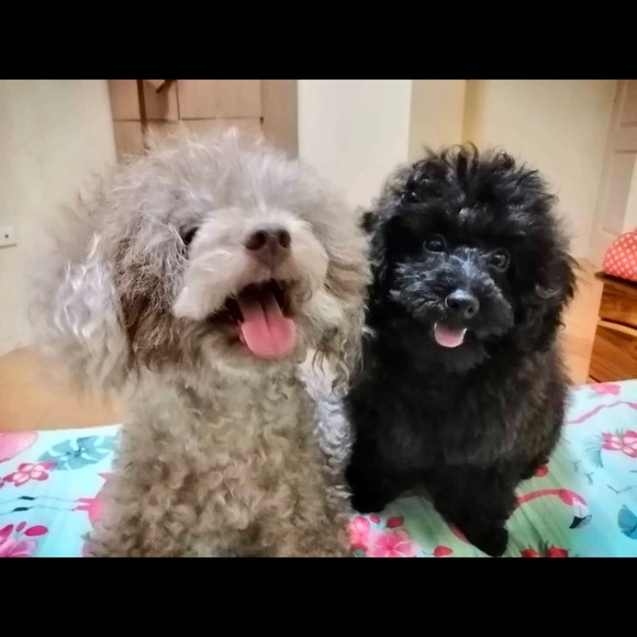 Meet your Posher, Fatima joy - Picture 1 of 1